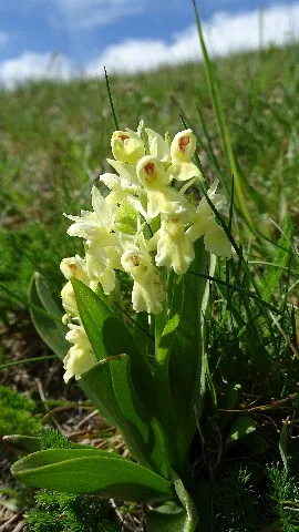 Dactylorhiza Sambucina 58