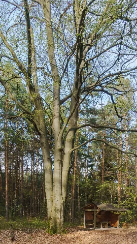 Dahlen Heide Dreierbuche