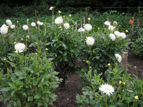 Dahlien Panoramio Arnold Schott