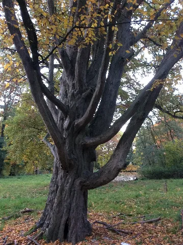 Dallmin, Park Alte Klettereiche 2015 Panoramio