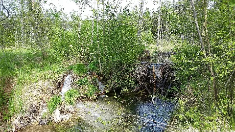 Dam Made Of Sticks Near Augsburg