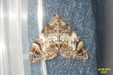 Dark Marbled Carpet (Lermoos) (23704365653)