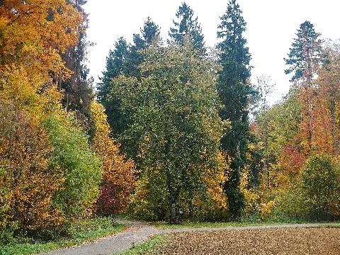 Das Ist Nicht Die Friedenslinde Von 1871 Bei Oberjesingen Panoramio