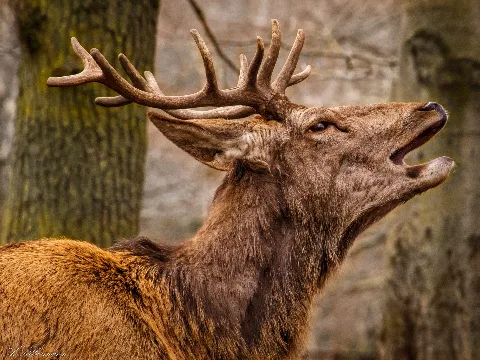 Deer (252944879)