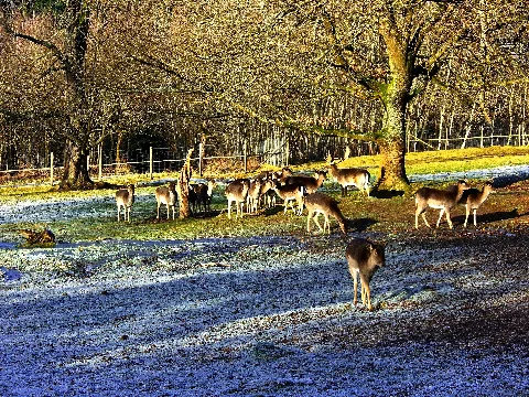 Deer, Just Not All Meaning John Panoramio