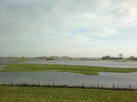 Deichvorland Hönnepel, Lsg Rheinufer In Kalkar, Dezember 2012