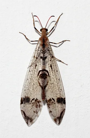 Dendroleon Pantherinus Ikai