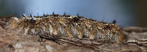Dendrolimus Pini (Lasiocampidae) Turned (10853942253)