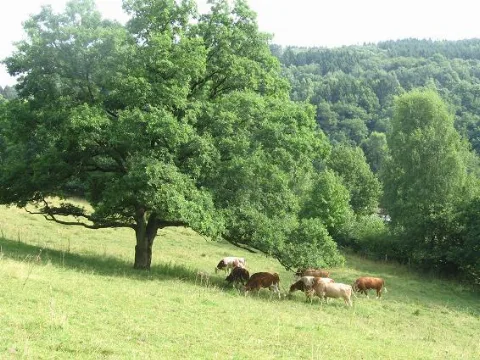 Denklingen Bullenweide Geo.hlipp.de 38925