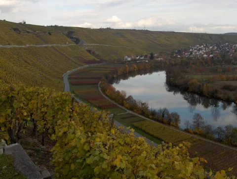 Der Neckar Bei Mundelsheim Geograph.org.uk 7613