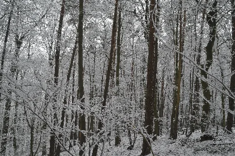 Der Wald In Den Bäumen