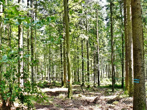 Der Wald In Der Nähe Vom Sommerberg In Bad Wildbad Panoramio