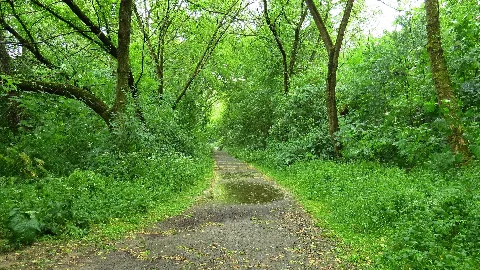 Der Weg Durch Den Wald