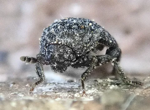 Dermestes Murinus Front