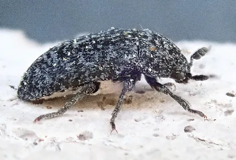 Dermestes Murinus Side