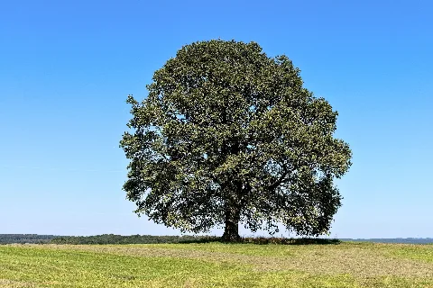Dernbach Nr Eiche