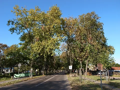 Dessau,Platanenallee 03