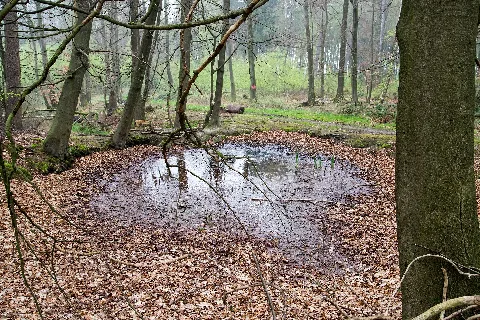 Detmold 2014 04 05 Leistruper Wald Tümpel