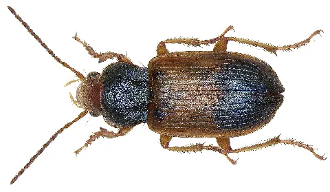 Diachromus Germanus (Linné, 1758) (2935445692)
