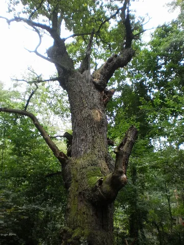 "Dicke Marie", an about 900 years old oak tree nearby the lakeside of Tegeler See, in the west of the close-by Humboldtschloss, Berlin-Reinickendorf, Berlin (Germany)