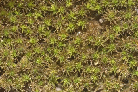 Didymodon Cordatus (B, 153838 482535) 5920