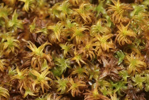 Didymodon Ferrugineus (C, 144705 480306) 2179