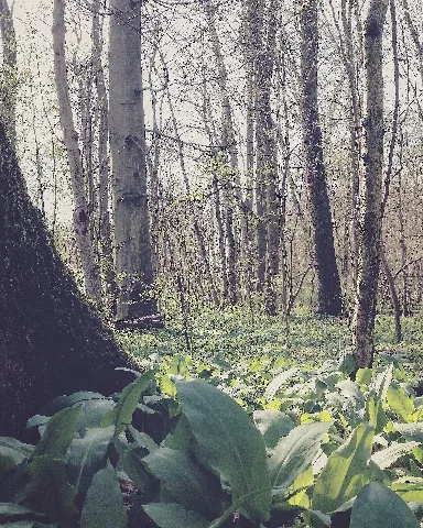 Die Bärlauchfelder Der Bulau