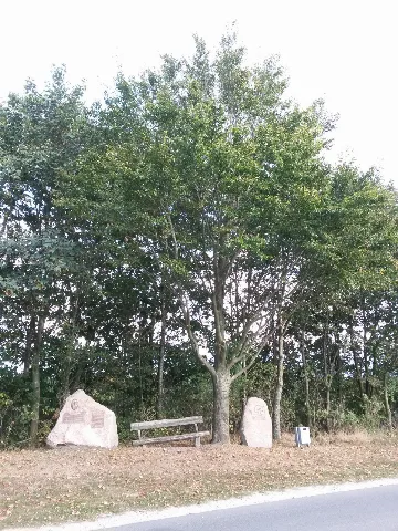 Die Buche Von Todtshorn