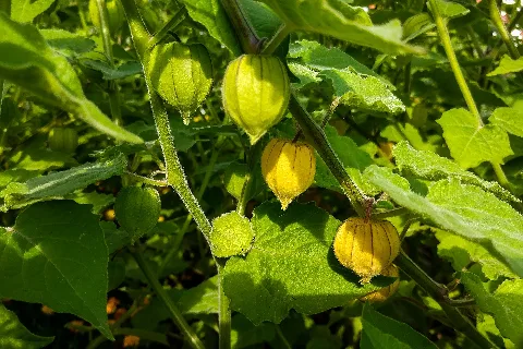 Die Physalis