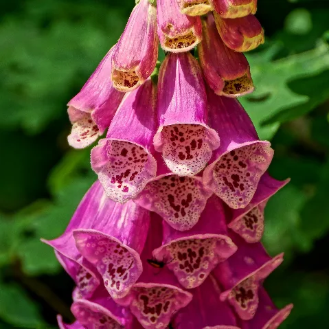 Digitalis Flickr Stiller Beobachter