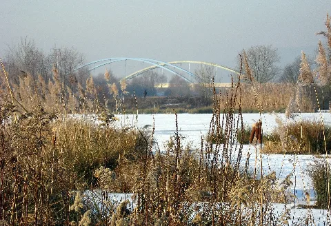 Dillingen Oekosee Eisenbahnbrkuecke