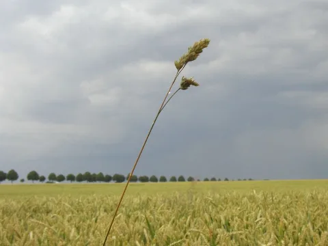 Dingelbe Panoramio