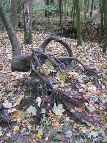 Dinklager Burgwald Nsg