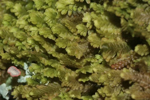 Diplophyllum Taxifolium (A, 141154 472404) 9653