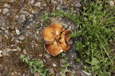 Disciotis Venosa (Heiligenhaus, Deutschland) 1
