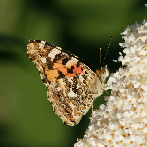 Distelfalter, Vanessa Cardui Auf Schmetterlingsflieder, Buddleja Davidii 1
