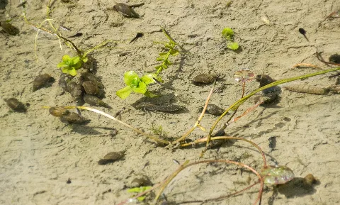 Dörentrup 2015 05 11 Lip 070 Alt Sternberg Und Steinberg (51)