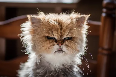 Domestic Cat Mean Face