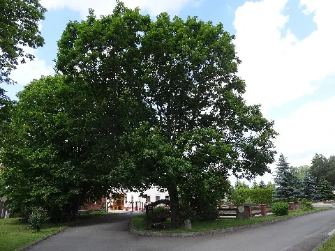 Dorfplatz Von Kischlitz, Petersberg, Thüringen 1