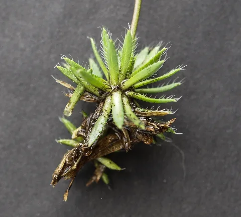 Draba Aizoides S 4
