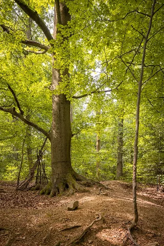 Dresden, Dresdner Heide, Ochsenkopf, 17.6.2.40 100295
