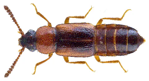 Dropephylla Ioptera (Stephens, 1834) Syn. Phyllodrepa Ioptera (Stephens, 1834) (28298348754)
