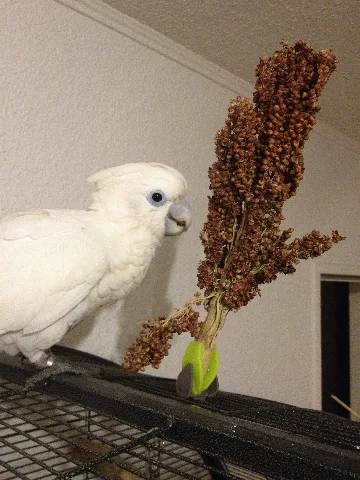 Ducorps Cockatoo