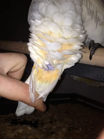 Ducorps Cockatoo Head