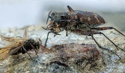 Dünen Sandlaufkäfer (Cicindela Hybrida Transversalis)