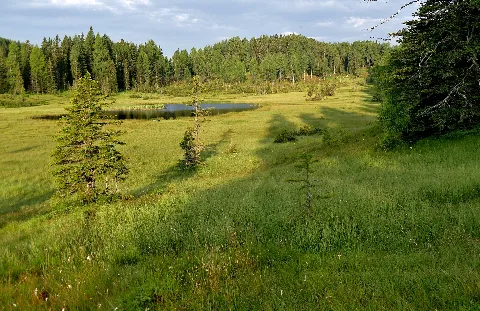 Dürrenecksee, Moor, Schwingrasen