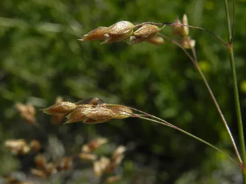 Duftendes Mariengras