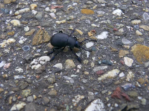 Dung Beetle Panoramio
