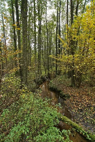 Duvenstedt Diekbek2