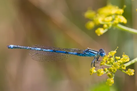 E Lindenii 2009 08 05